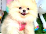 Di̇şi̇ Pomerani̇an Boo