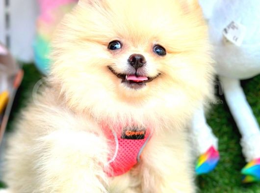 Di̇şi̇ Pomerani̇an Boo görsel