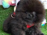 Si̇yah Erkek Pomerani̇an Boo
