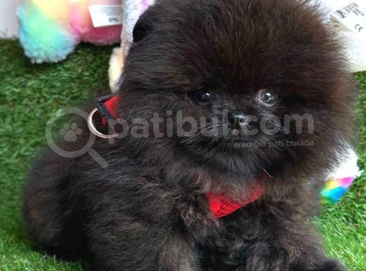 Si̇yah Erkek Pomerani̇an Boo görsel
