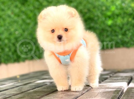 Pomeranian Tedy Yavrular görsel