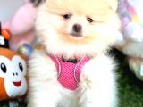 DİŞİ POMERANİAN BOO