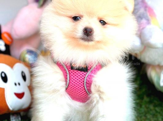 Di̇şi̇ Pomerani̇an Boo