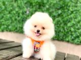 En Güzel Pomeranian Boo Yavrular