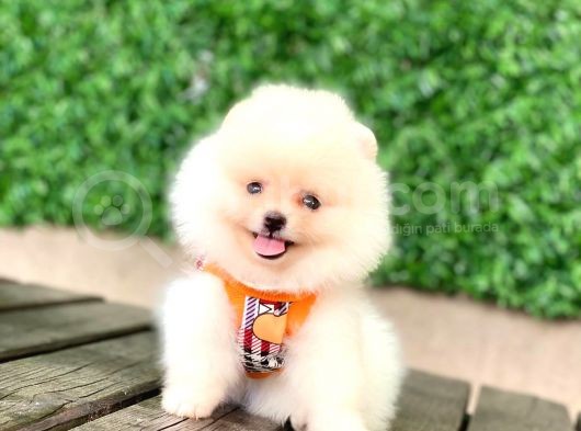 En Güzel Pomeranian Boo Yavrular görsel