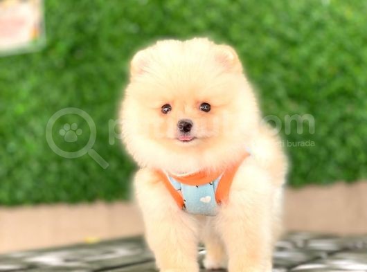 Pomeranian Tedy Yavrular görsel