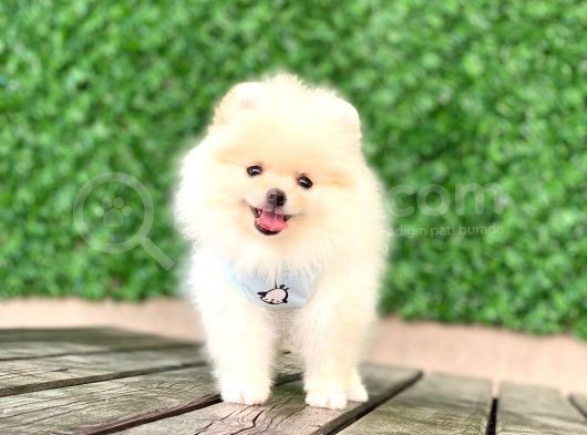 Pomeranian Boo Yavrular görsel