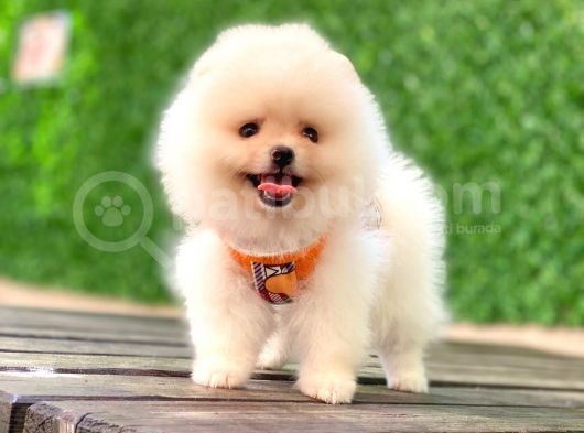 En Güzel Pomeranian Boo Yavrular