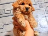 Mi̇ni̇ Boy Malti̇poo