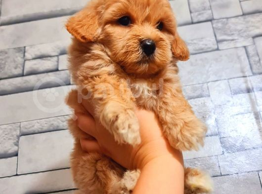 Mi̇ni̇ Boy Malti̇poo görsel