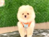 Pomeranian Tedy Yavrular
