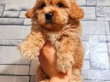 Mi̇ni̇ Boy Malti̇poo