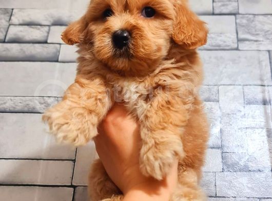 Mi̇ni̇ Boy Malti̇poo görsel