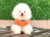 Pomeranian New Yavrular