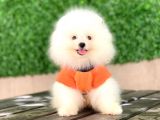 Pomeranian New Yavrular