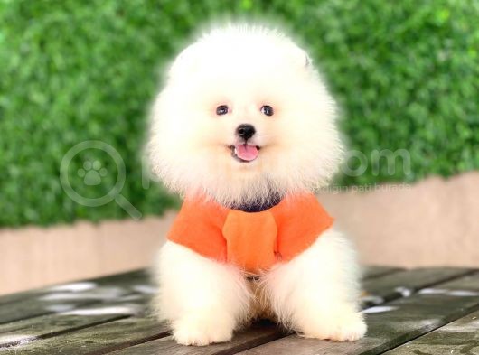 Pomeranian New Yavrular görsel