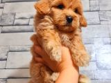 MİNİ BOY MALTİPOO