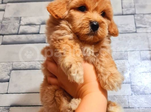 Mi̇ni̇ Boy Malti̇poo