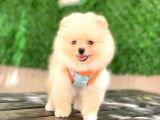 Pomeranian Tedy Yavrular
