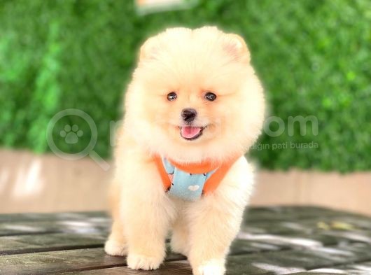 Pomeranian Tedy Yavrular görsel