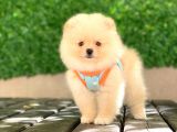 Pomeranian Tedy Yavrular