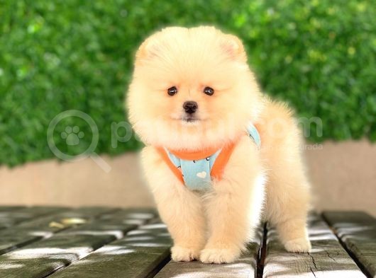 Pomeranian Tedy Yavrular görsel