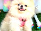 Di̇şi̇ Pomerani̇an Boo