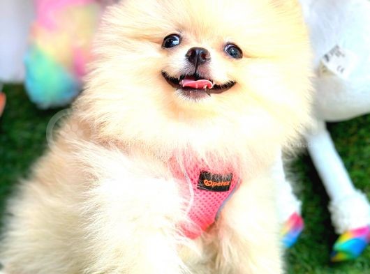 Di̇şi̇ Pomerani̇an Boo görsel