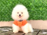 Pomeranian New Yavrular