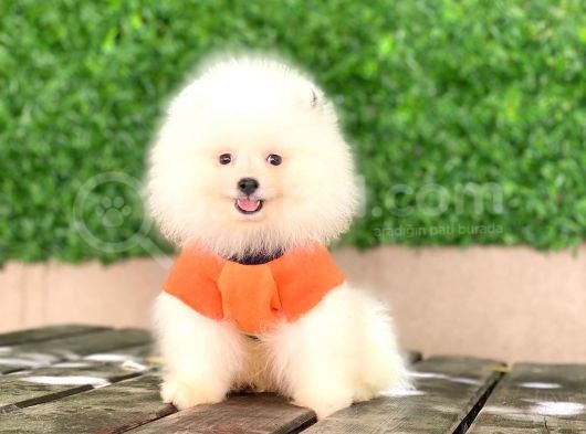 Pomeranian New Yavrular görsel