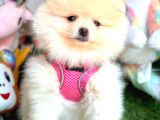 Di̇şi̇ Pomerani̇an Boo