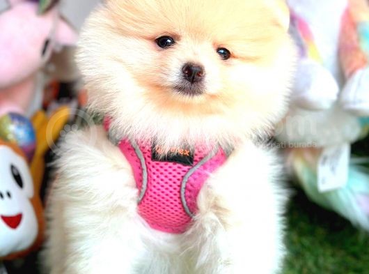 Di̇şi̇ Pomerani̇an Boo görsel