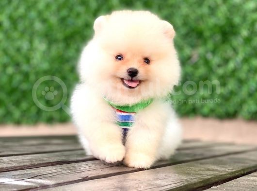 En Tatlı Pomeranian Çocuklar görsel