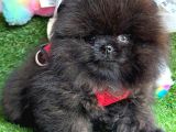 Si̇yah Erkek Pomerani̇an Boo