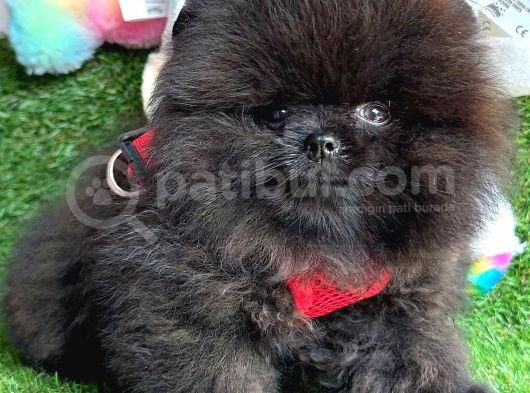 Si̇yah Erkek Pomerani̇an Boo görsel
