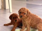 Yakışıklı Oğlumuz Bambam Toy Poodle