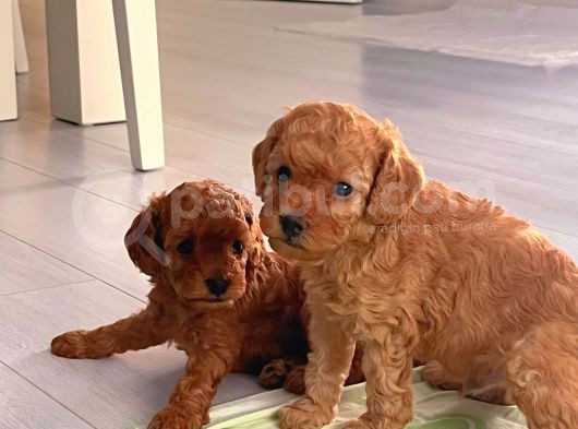 Yakışıklı Oğlumuz Bambam Toy Poodle görsel
