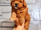 RED ERKEK MALTİPO