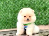 En Tatlı Pomeranian Çocuklar