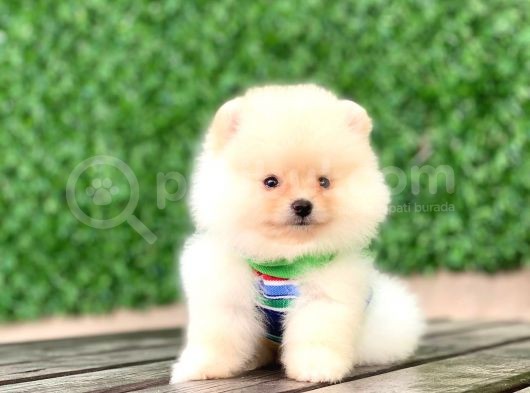En Tatlı Pomeranian Çocuklar görsel