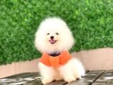 Pomeranian New Yavrular