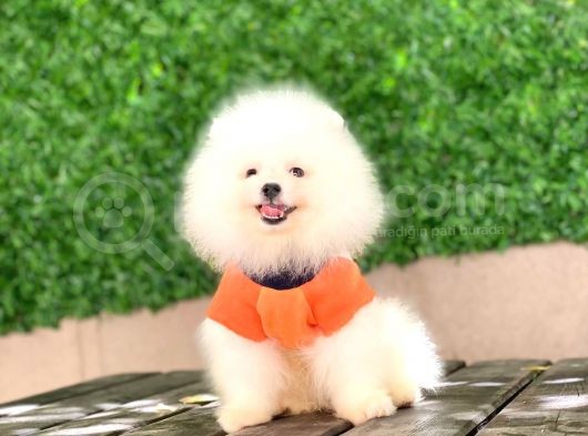 Pomeranian New Yavrular görsel