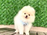 Pomeranian Boo Yavrular