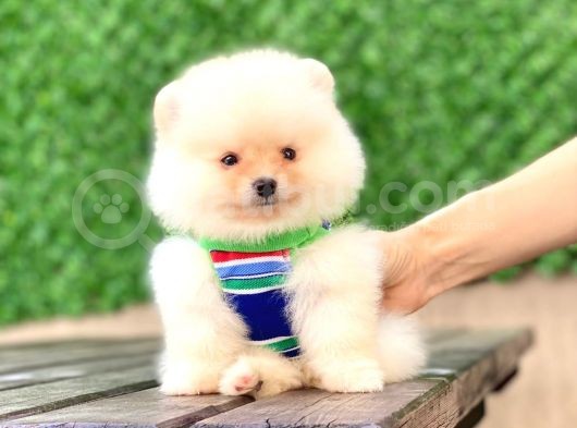 En Tatlı Pomeranian Çocuklar görsel