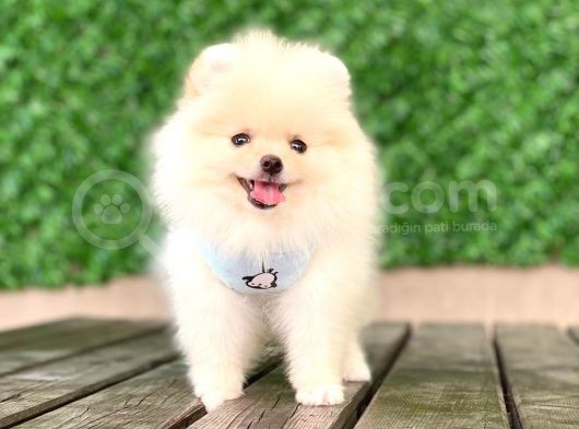 Pomeranian Boo Yavrular görsel