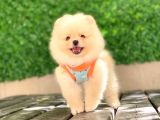 Pomeranian Tedy Yavrular
