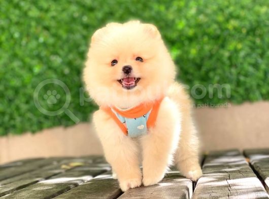 Pomeranian Tedy Yavrular