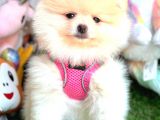 Di̇şi̇ Pomerani̇an Boo