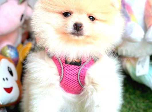 Di̇şi̇ Pomerani̇an Boo görsel