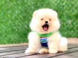 En Tatlı pomeranian Çocuklar